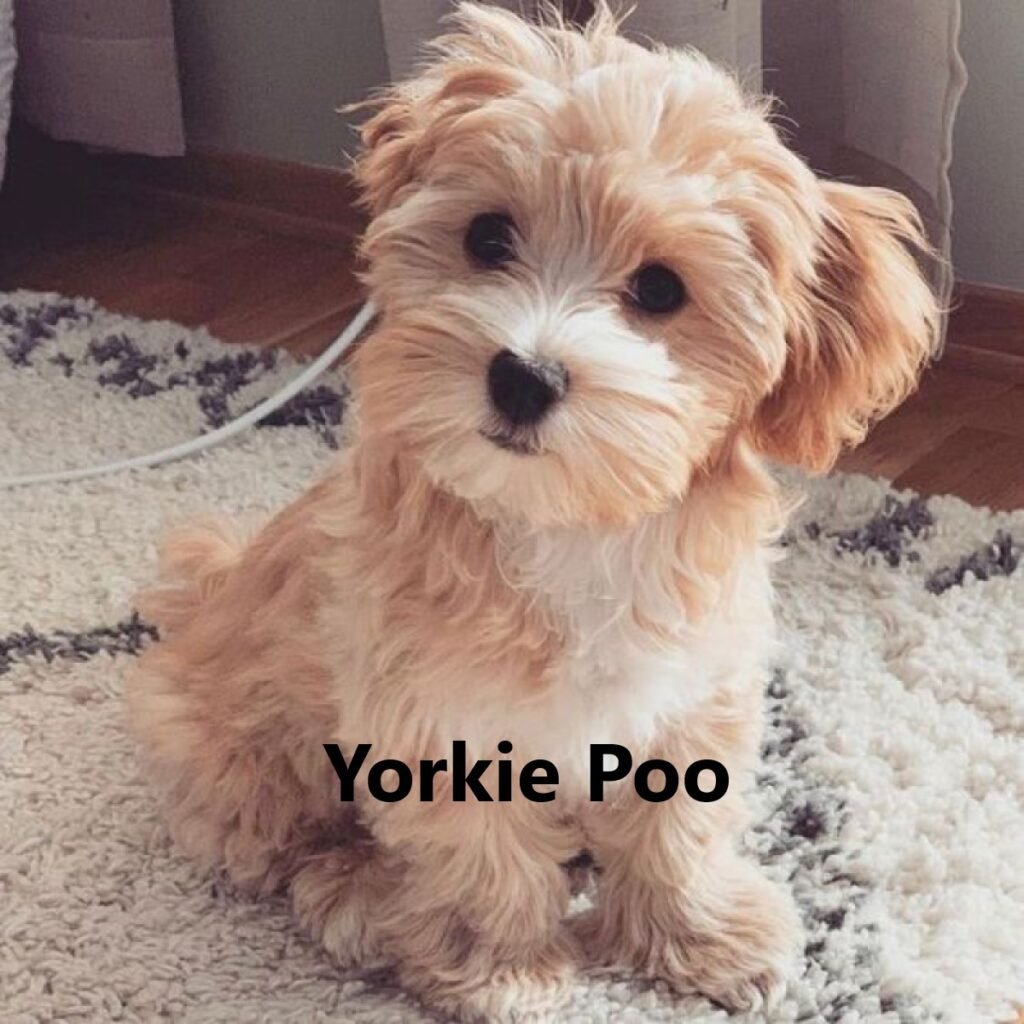 Yorkie Poo